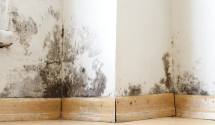 Full Service Property Remediation